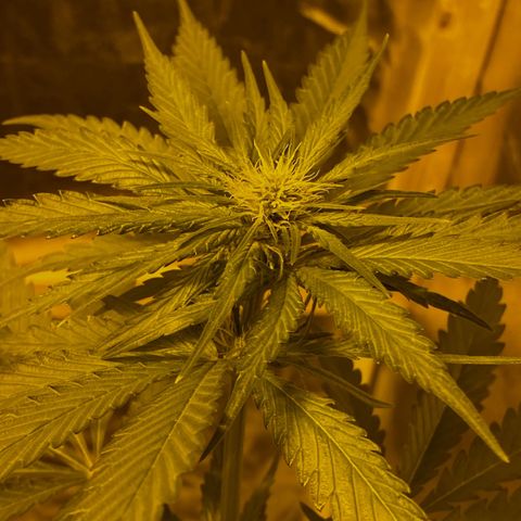 Big Bud growlog timeline photo