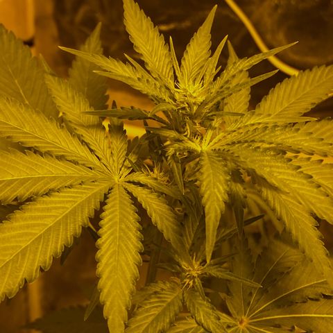 Blue Dream growlog timeline photo