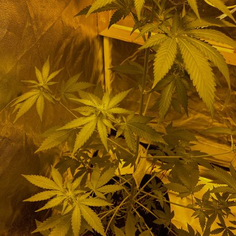 Blue Dream growlog timeline photo