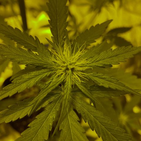Big Bud growlog timeline photo