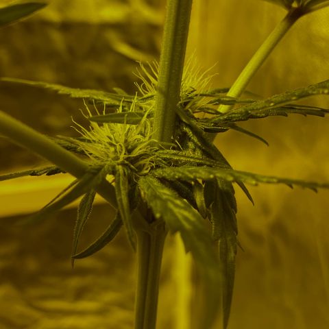 Big Bud growlog timeline photo