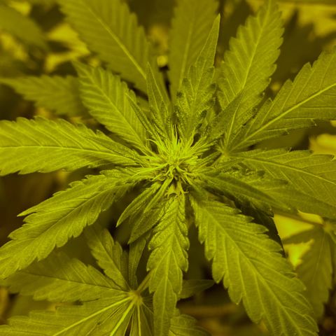 Blue Dream growlog timeline photo