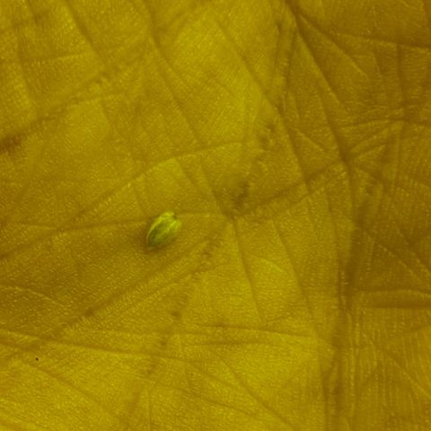 Blue Dream growlog photo: Vereinzelde Pollensäcke die ich erstmal entfernt habe und täglich bis zur ernte, sollten noch welche auftauchen abzupfe. Hatte ich schon mal ist nicht schlimm.