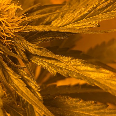 Big Bud growlog timeline photo