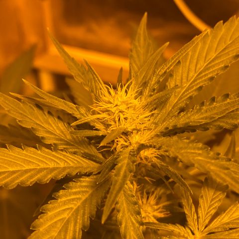 Blue Dream growlog timeline photo