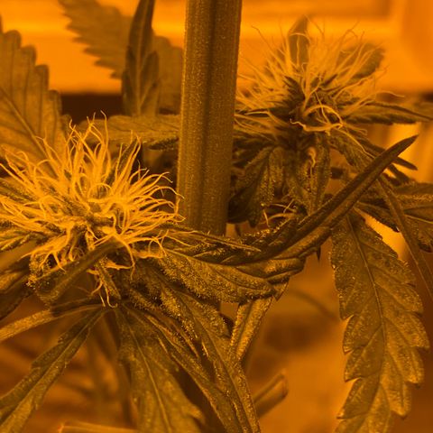Big Bud growlog timeline photo