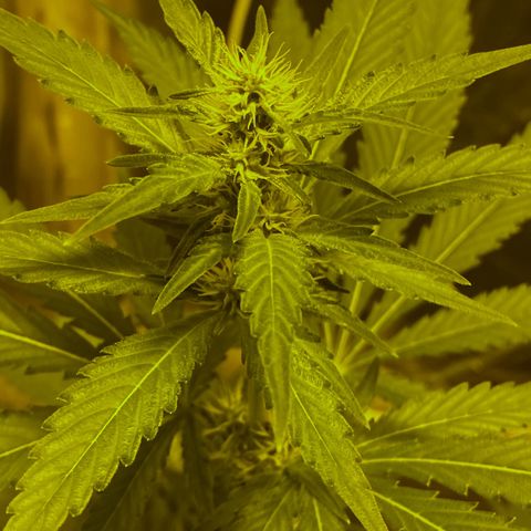 Blue Dream growlog timeline photo