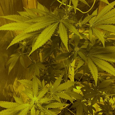 Blue Dream growlog timeline photo