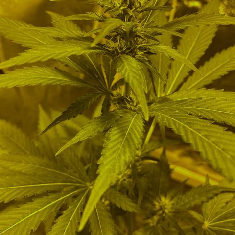 Blue Dream growlog timeline photo
