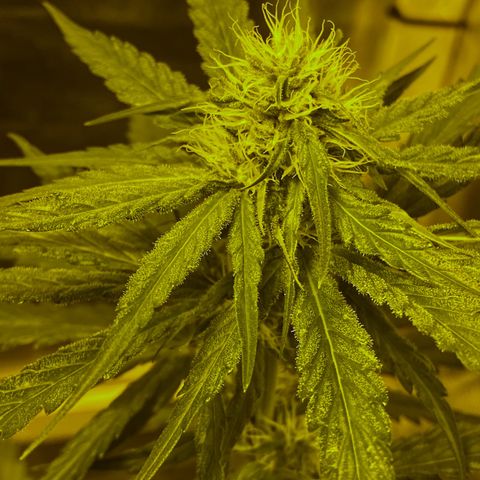 Big Bud growlog timeline photo