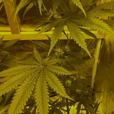 Big Bud growlog timeline photo
