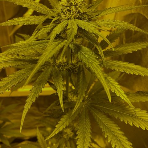 Big Bud growlog timeline photo
