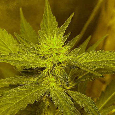Blue Dream growlog timeline photo