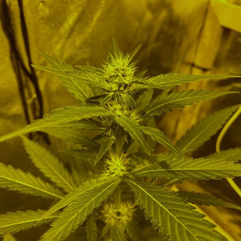 Blue Dream growlog timeline photo