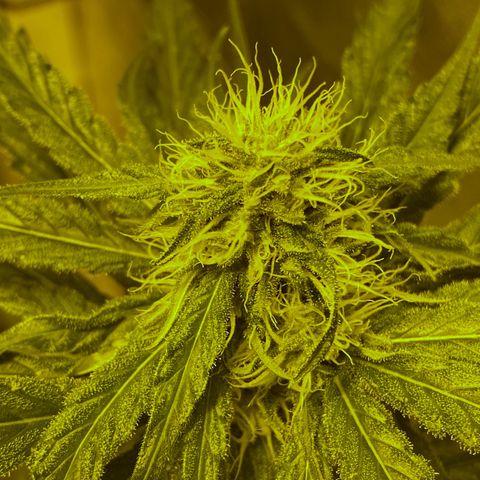 Big Bud growlog timeline photo