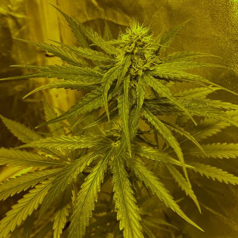 Big Bud growlog timeline photo