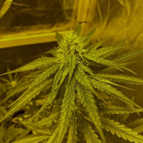 Big Bud growlog timeline photo