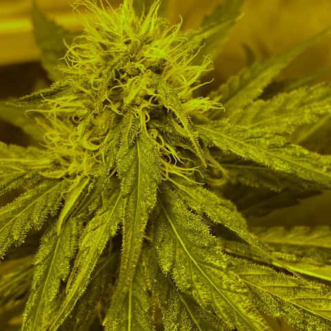 Big Bud growlog timeline photo