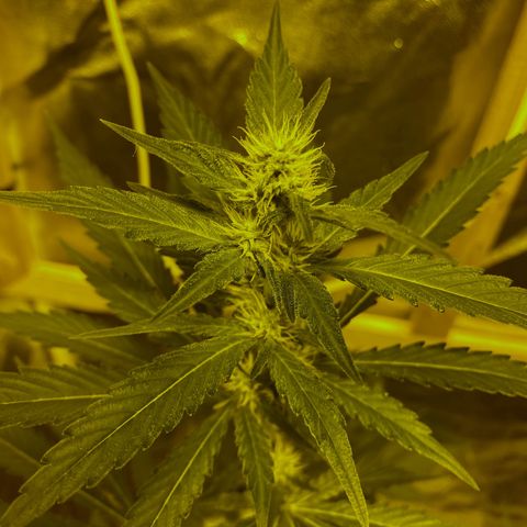 Blue Dream growlog timeline photo