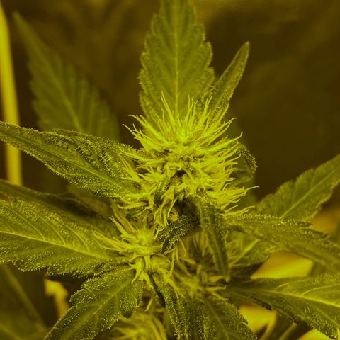 Blue Dream growlog timeline photo