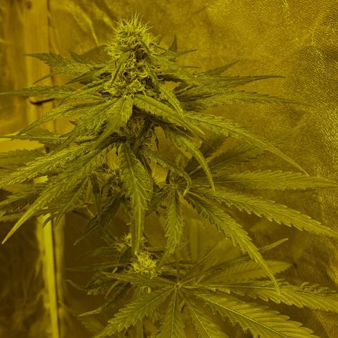 Big Bud growlog timeline photo
