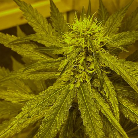 Big Bud growlog timeline photo
