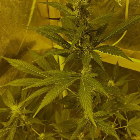 Blue Dream growlog timeline photo
