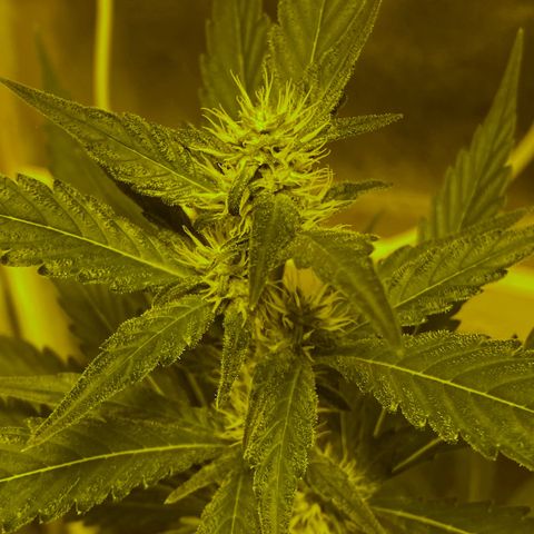 Blue Dream growlog timeline photo