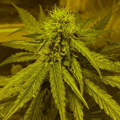 Big Bud growlog timeline photo