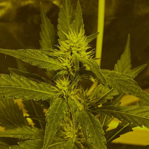 Blue Dream growlog timeline photo