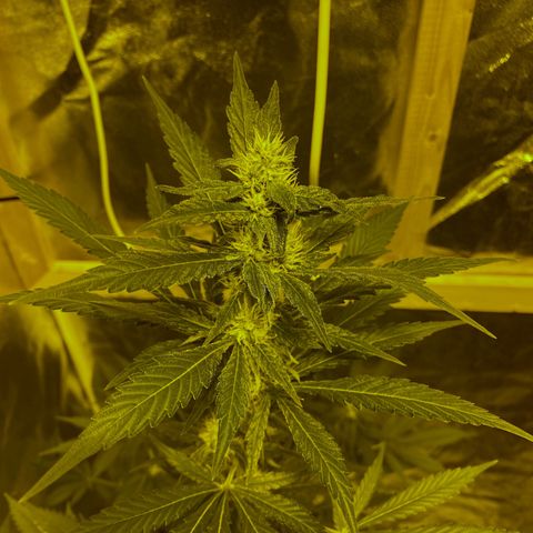 Blue Dream growlog timeline photo