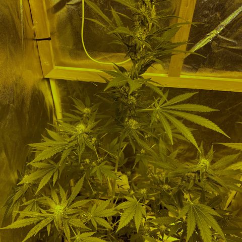 Blue Dream growlog timeline photo