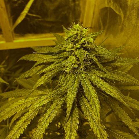 Big Bud growlog timeline photo