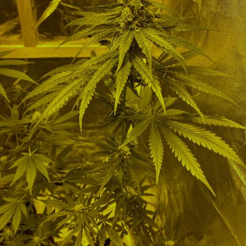 Big Bud growlog timeline photo