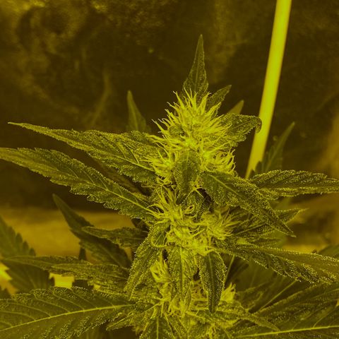 Blue Dream growlog timeline photo