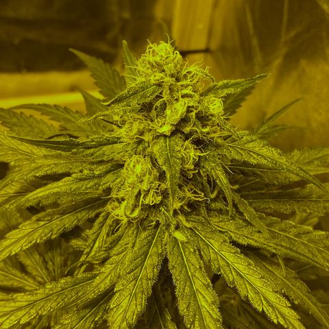 Big Bud growlog timeline photo