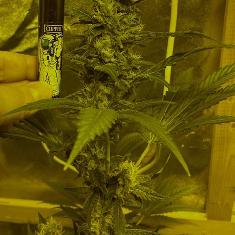 Blue Dream growlog timeline photo
