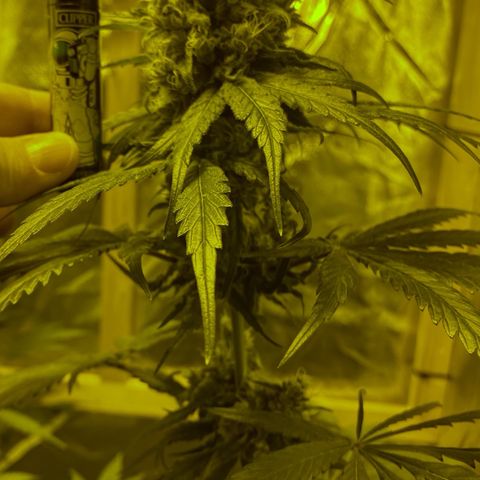 Big Bud growlog timeline photo