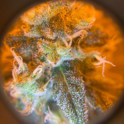Blue Dream growlog timeline photo