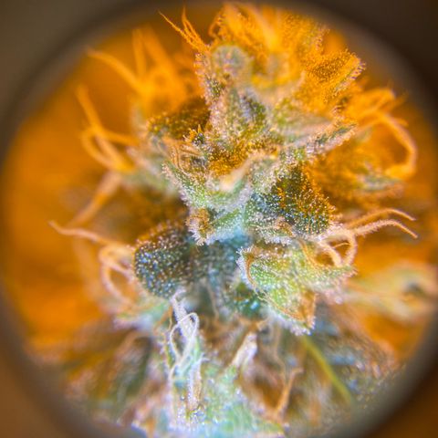 Blue Dream growlog timeline photo
