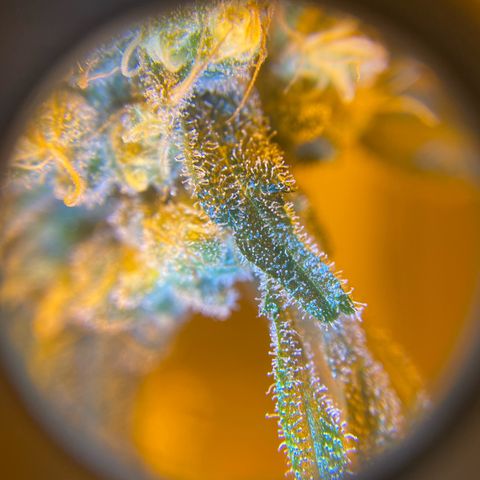 Big Bud growlog timeline photo