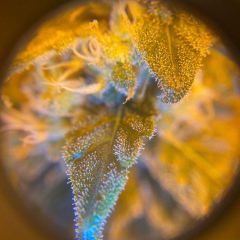 Big Bud growlog timeline photo