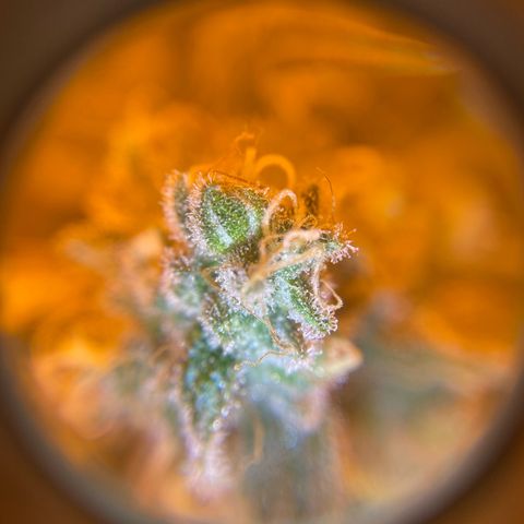 Big Bud growlog timeline photo