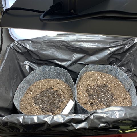 Turtle Toez #2 growlog timeline photo