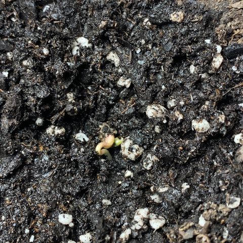 Turtle Toez #2 growlog timeline photo