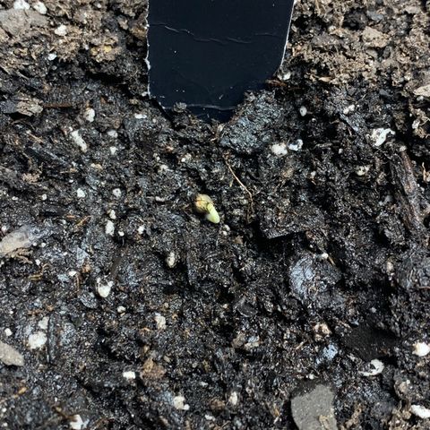 Turtle Toez #2 growlog timeline photo