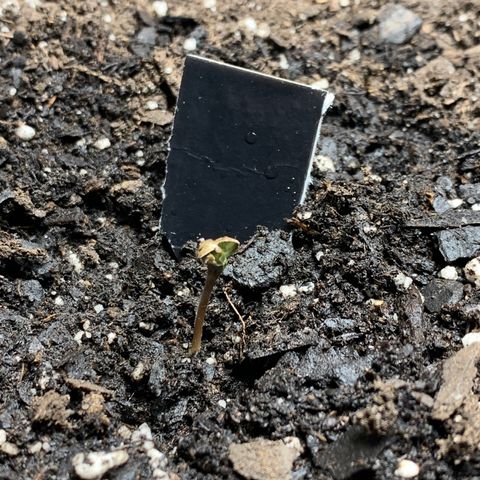 Turtle Toez #2 growlog timeline photo