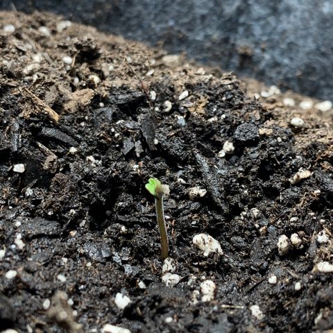 Turtle Toez #2 growlog timeline photo