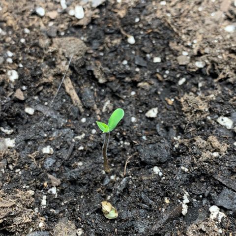 Turtle Toez #2 growlog timeline photo