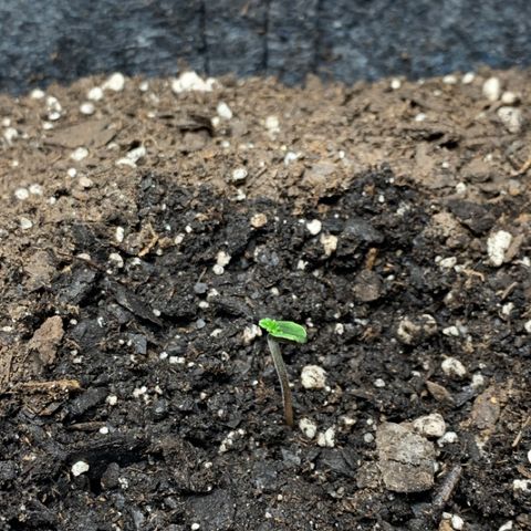 Turtle Toez #2 growlog timeline photo